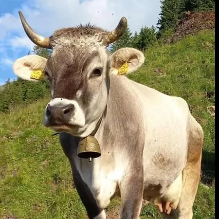 Appartamento Wandegg Im Bergsteigerdorf Ginzling